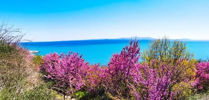 Apartament Luxury Alix Burgas